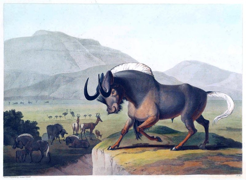 How The Gnu Is Represented In Culture And Folklore