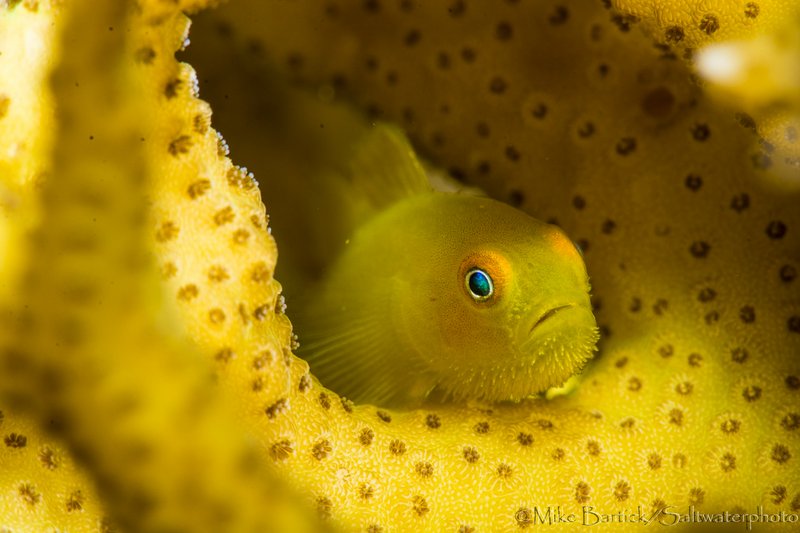 How The Goby Navigates And Communicates