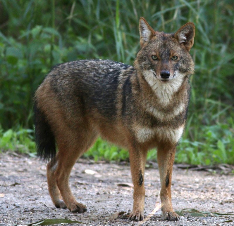 How The Golden Jackal Is Represented In Culture And Folklore