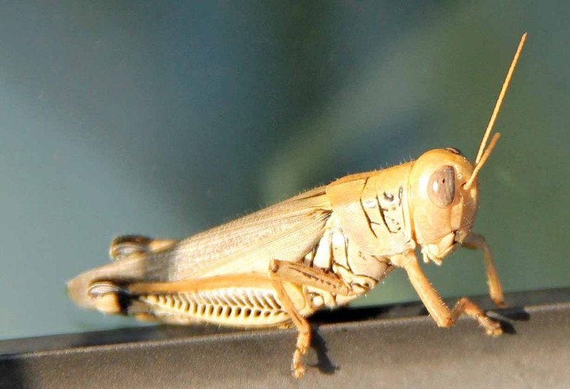 How The Grasshopper Has Been Studied By Scientists