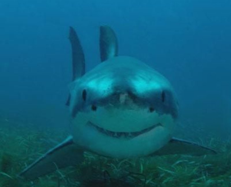How The Great White Shark Navigates And Communicates