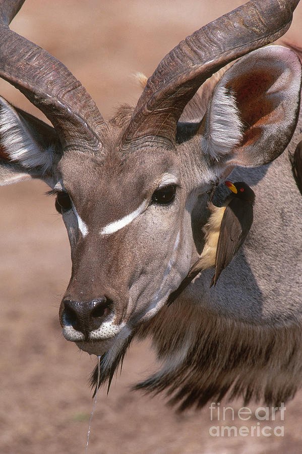 How The Greater Kudu Is Represented In Culture And Folklore