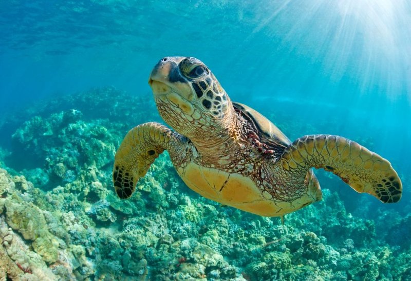 How The Green Sea Turtle Navigates And Communicates
