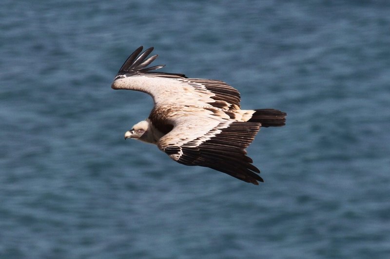 How The Griffon Vulture Is Represented In Culture And Folklore