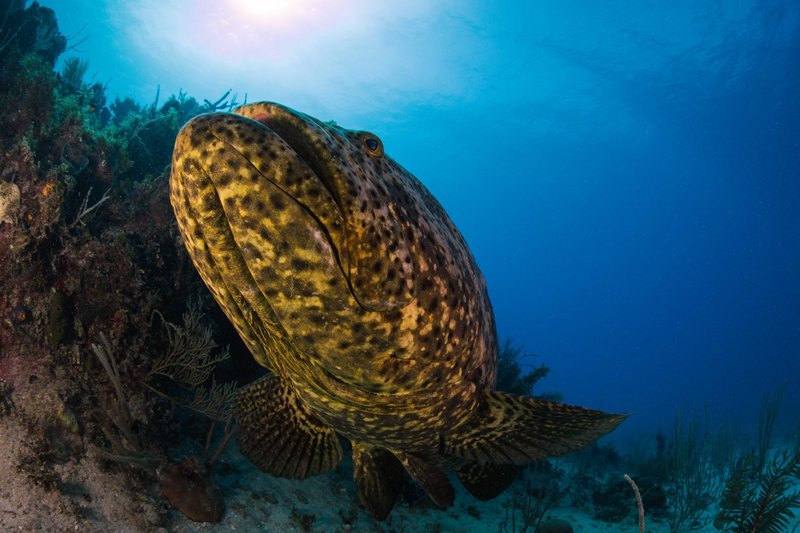 How The Grouper Navigates And Communicates