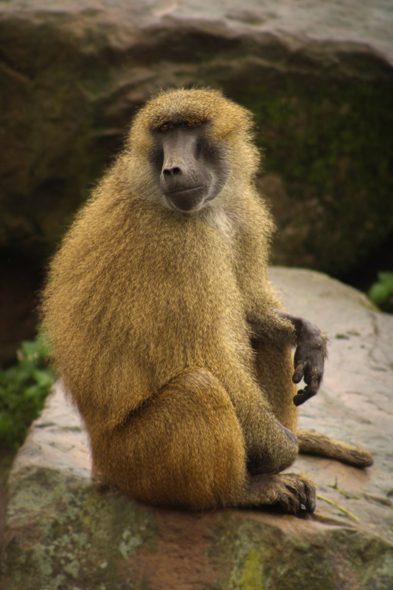 How The Guinea Baboon Is Represented In Culture And Folklore