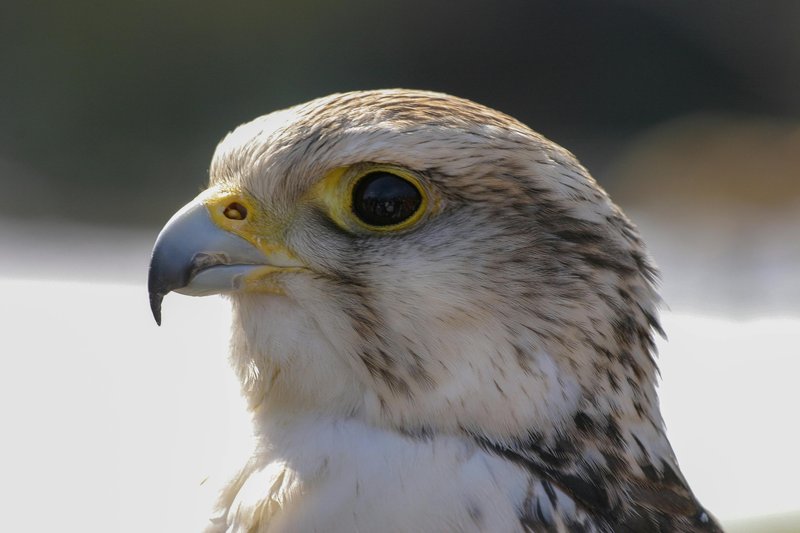 How The Gyrfalcon Is Represented In Culture And Folklore