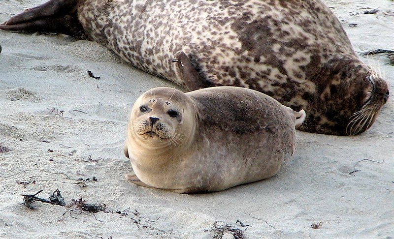 How The Harbor Seal Navigates And Communicates