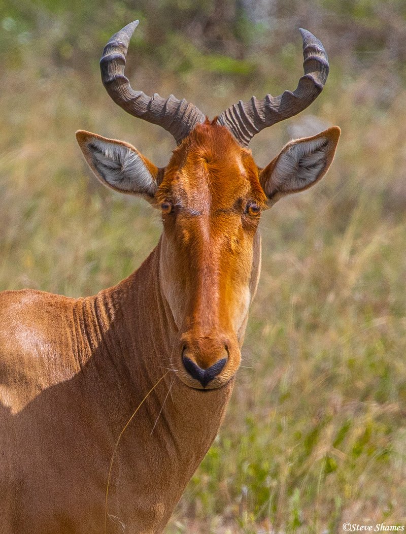 How The Hartebeest Is Represented In Culture And Folklore