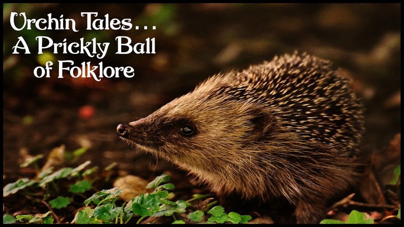 How The Hedgehog Is Represented In Culture And Folklore
