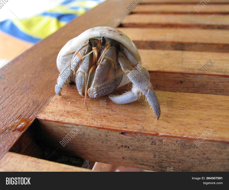 How The Hermit Crab Navigates And Communicates