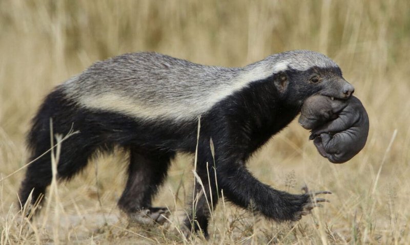 How The Honey Badger Is Represented In Culture And Folklore