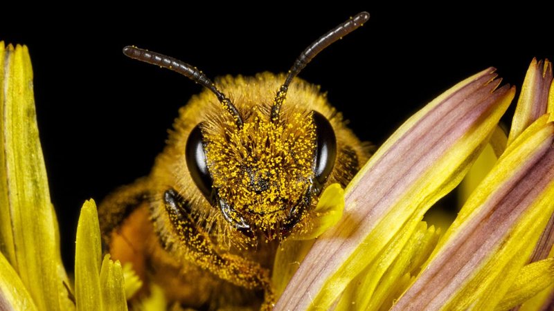 How The Honey Bee Has Been Studied By Scientists