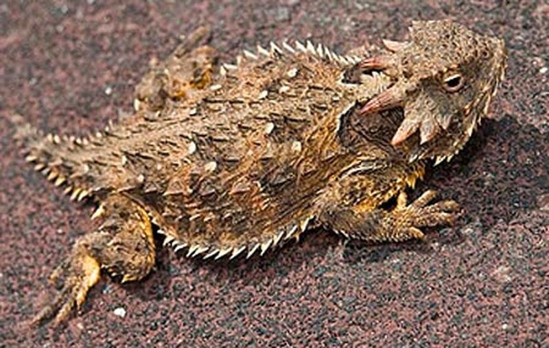 How The Horned Lizard Is Represented In Culture And Folklore