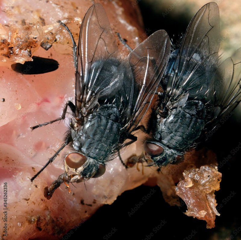 How The Housefly Has Been Studied By Scientists