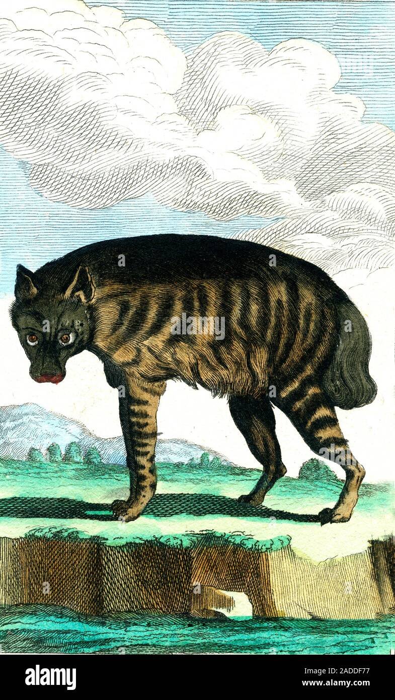 How The Hyaena Is Represented In Culture And Folklore