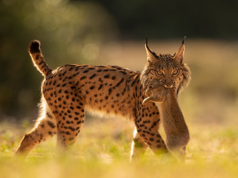 How The Iberian Lynx Is Represented In Culture And Folklore