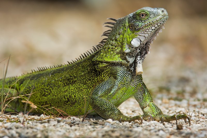 How The Iguana Survives In Harsh Environments
