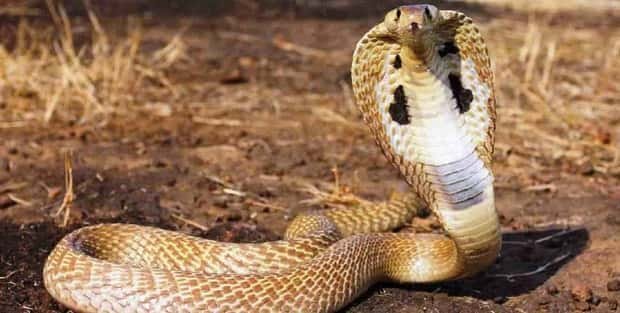 How The Indian Cobra Is Represented In Culture And Folklore