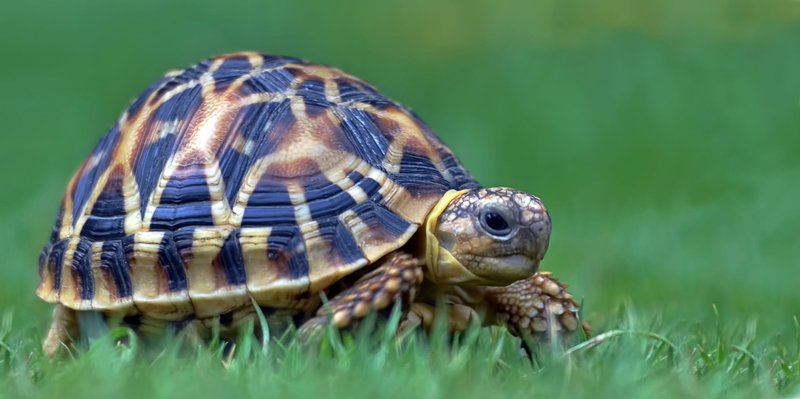 How The Indian Star Tortoise Is Represented In Culture And Folklore