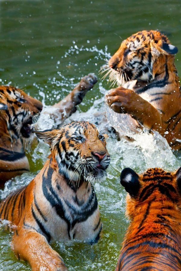 How The Indochinese Tiger Is Represented In Culture And Folklore