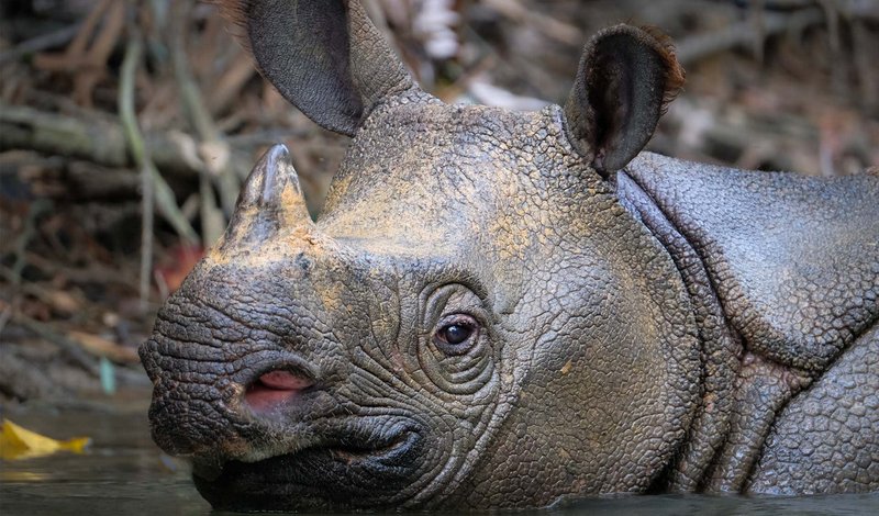 How The Javan Rhinoceros Is Represented In Culture And Folklore