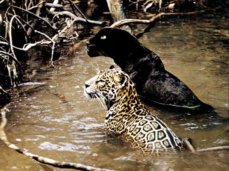 How The Jungle Cat Is Represented In Culture And Folklore