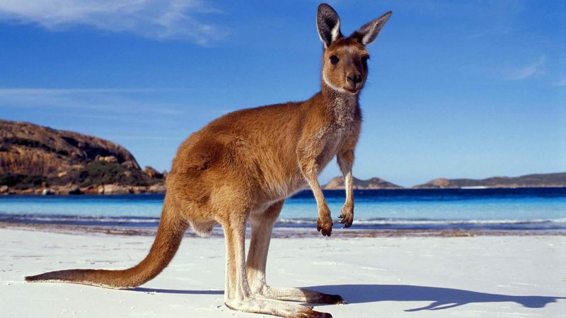 How The Kangaroo Is Represented In Culture And Folklore