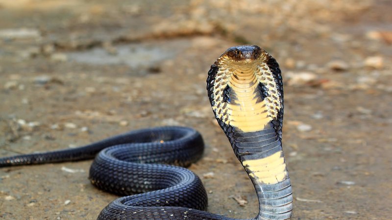 How The King Cobra Survives In Harsh Environments