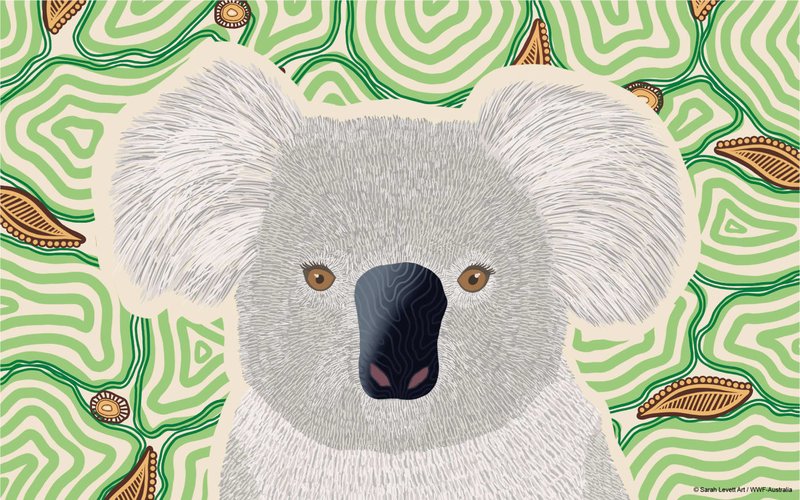 How The Koala Is Represented In Culture And Folklore