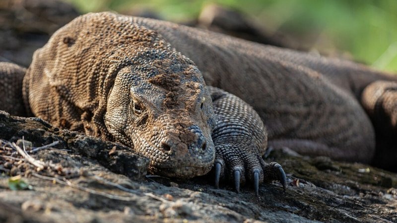 How The Komodo Dragon Survives In Harsh Environments