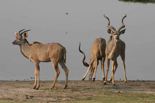 How The Kudu Is Represented In Culture And Folklore