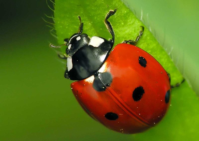 How The Ladybug Has Been Studied By Scientists