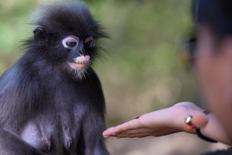 How The Langur Is Represented In Culture And Folklore