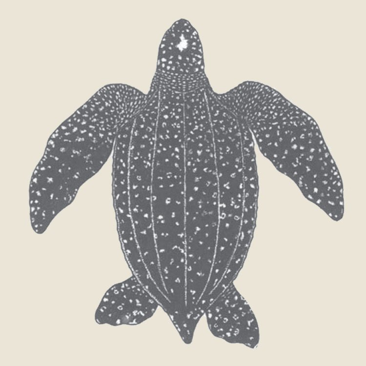 How The Leatherback Turtle Navigates And Communicates