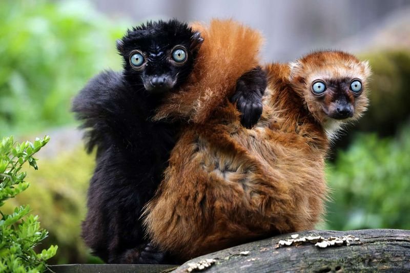 How The Lemur Is Represented In Culture And Folklore