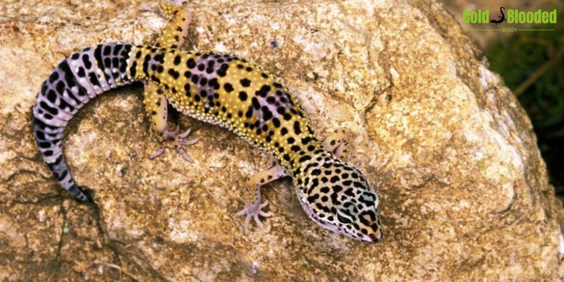 How The Leopard Gecko Survives In Harsh Environments