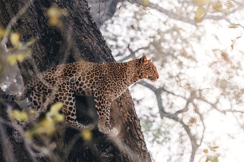 How The Leopard Is Represented In Culture And Folklore