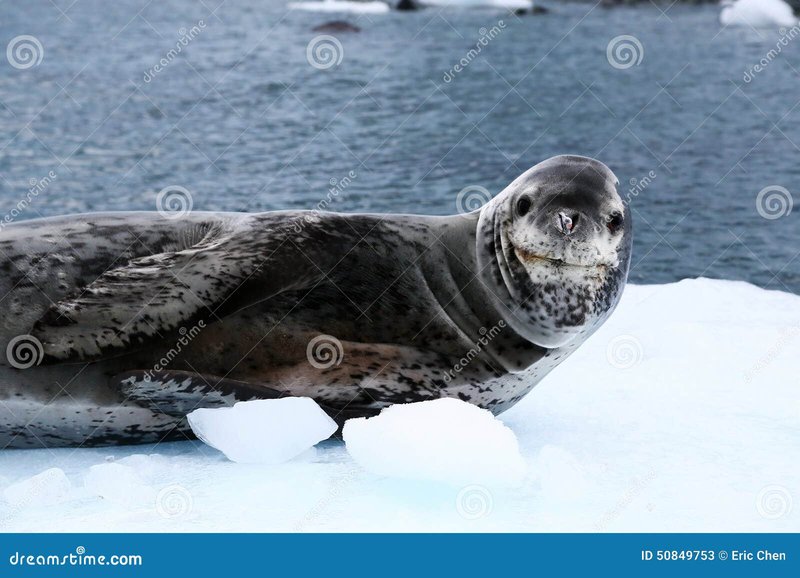 How The Leopard Seal Navigates And Communicates