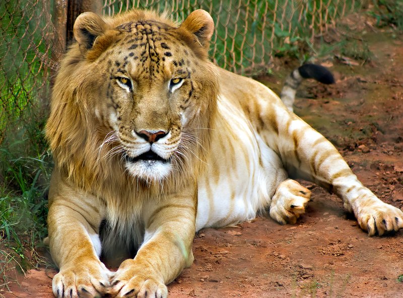 How The Liger Is Represented In Culture And Folklore