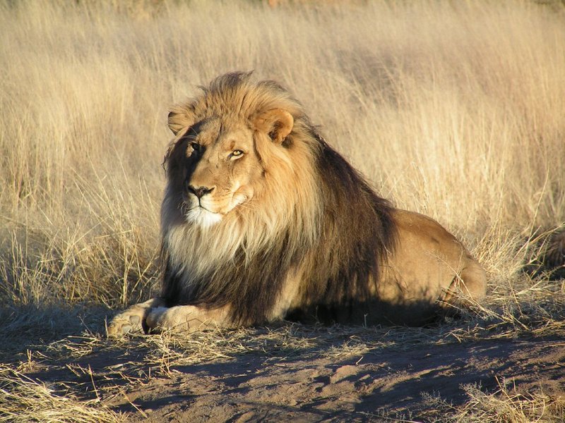 How The Lion Is Represented In Culture And Folklore