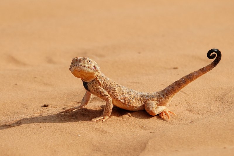 How The Lizard Survives In Harsh Environments