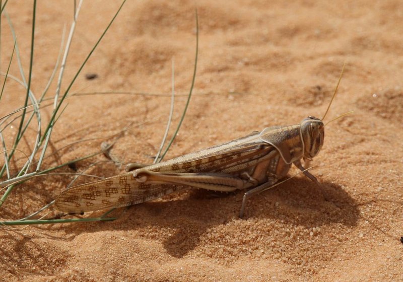 How The Locust Has Been Studied By Scientists