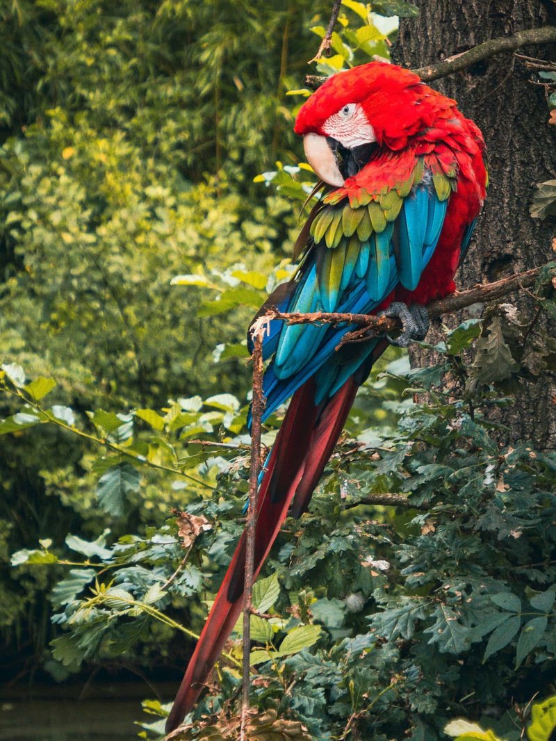 How The Macaw Is Represented In Culture And Folklore