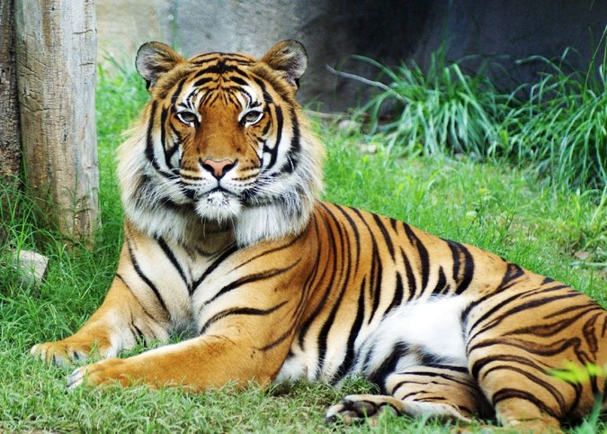 How The Malayan Tiger Is Represented In Culture And Folklore