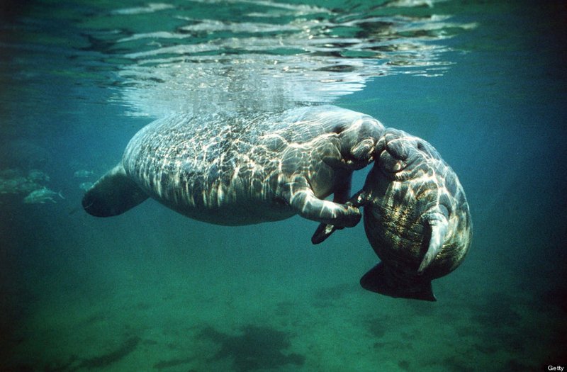 How The Manatee Navigates And Communicates