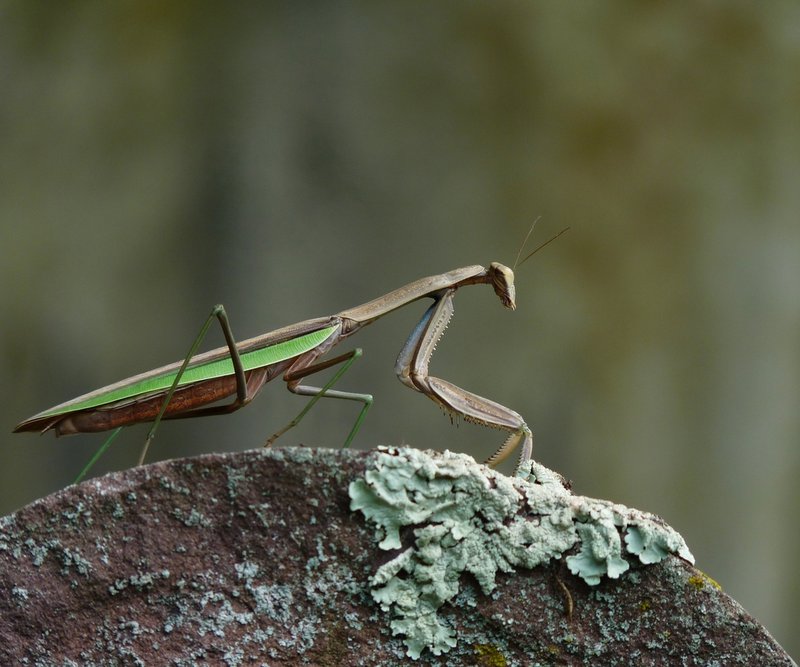 How The Mantid Has Been Studied By Scientists