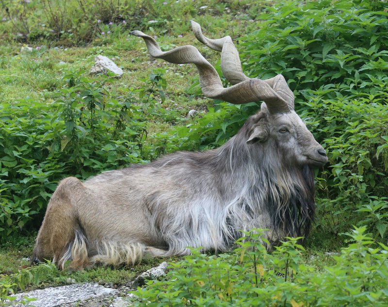 How The Markhor Is Represented In Culture And Folklore