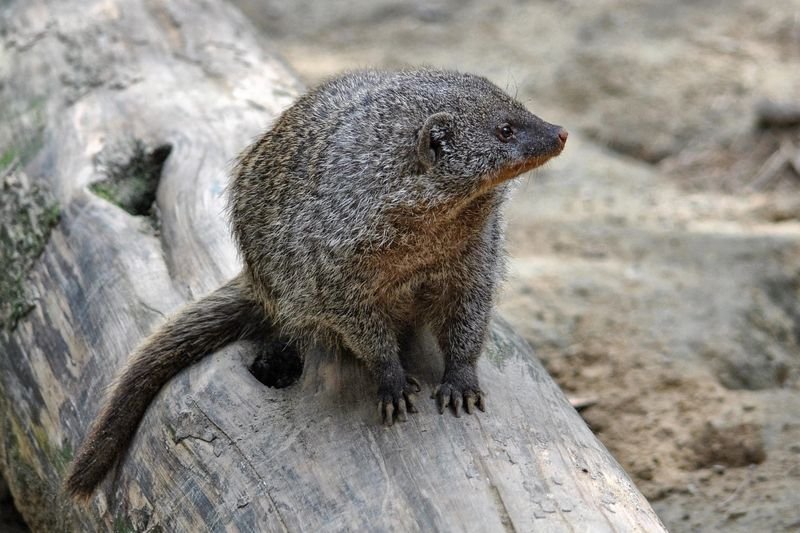 How The Mongoose Is Represented In Culture And Folklore