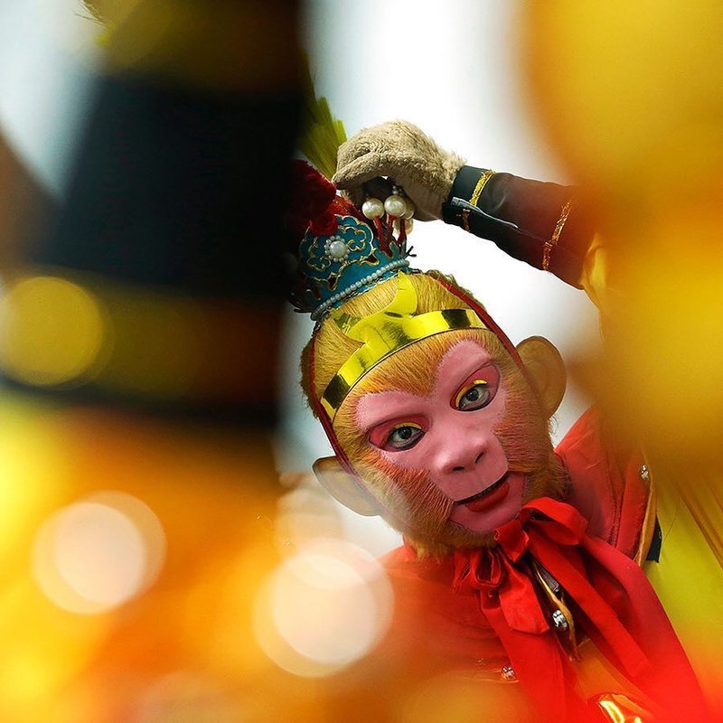 How The Monkey Is Represented In Culture And Folklore